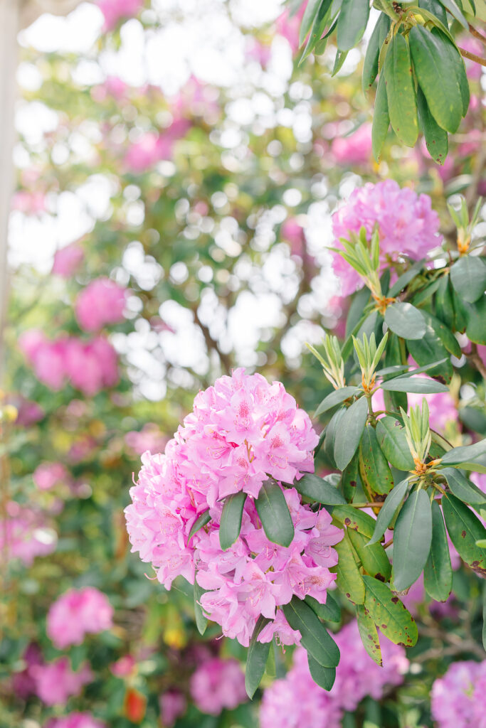 CT Wedding Photographer and Wedding Videographer | Serving Newport, RI, and New England Areas | Pink florals at the Rosecliff Mansion wedding venue