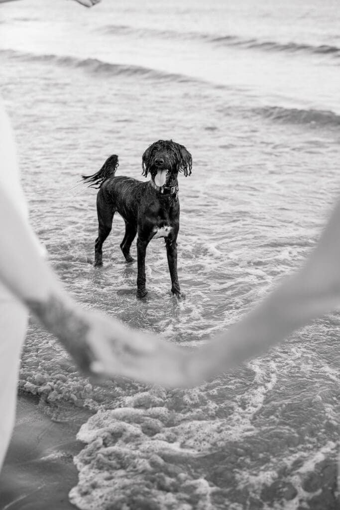 Dog standing in the ocean during a Newport engagement session.
